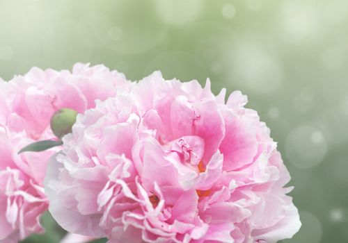 Beautiful dreamy floral background with pink peony flowers, bokeh and light effects.