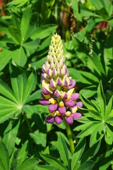 Blooming purple lupine flower over lush green leaves