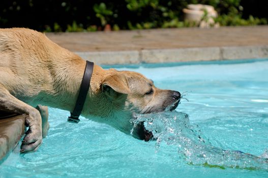 Dog playing with water at swimming pool