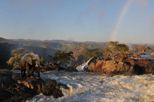 Composite photo from two separate photos of an elephant and a rainbow over the Ruacana waterfalls on the boder between Angola and Namibia 