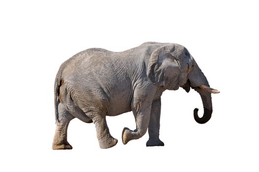 Elephant walking in the Etosha National Park, Namibia