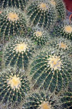 Prickly golden barrel cactus garden