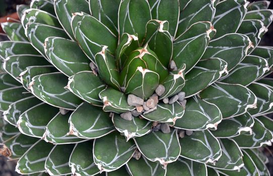 Cactus leaves close up