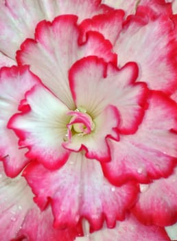 View of pink and white tuberous begonia