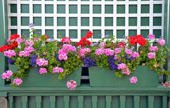 Colorful geranium flower planters on green shelf