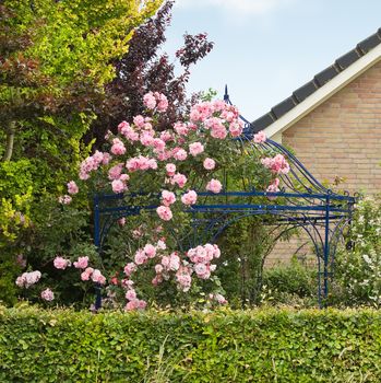 Pink roses in summer growing over arbour, gazebo or bower in garden