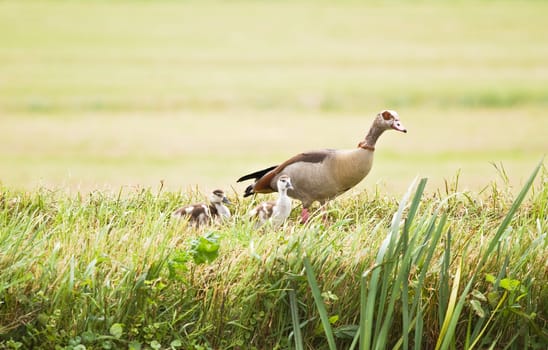 Egyptian goose with ducklings on hazy day in summer in country at the waterside 