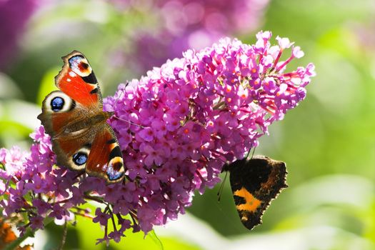 Pink butterfly bush flowers in summer with Peacock- and small tortoiseshell butterflies