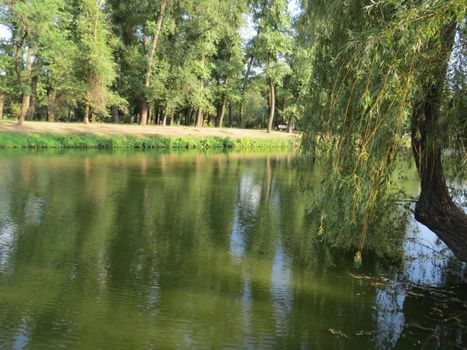   The calm water of the lake and bright green around                             