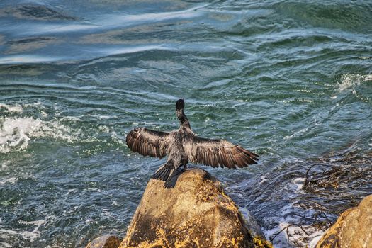 Yeco or Great Cormorant (Phalacrocorax carbo) on a rock spreading its wings