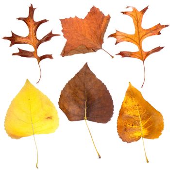 Six fall leaves isolated on white background.