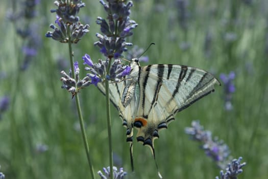 Butterfly with open wings eating nectar from lavanda flower close-up