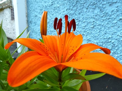 Beautiful orange lily in bright light