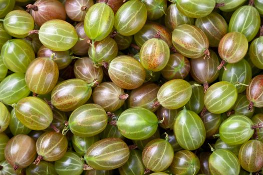 Gooseberries background. Green gooseberry fruit. Top view