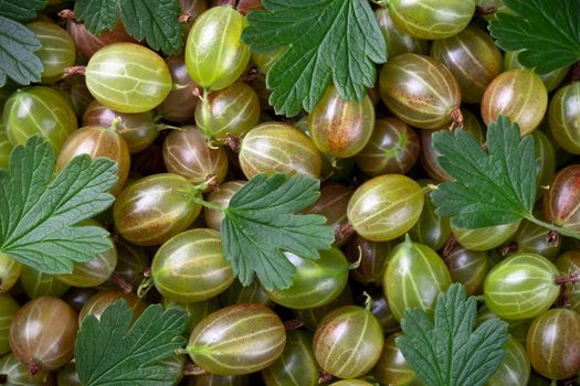 Gooseberries background with leaves. Green gooseberry fruit. Top view