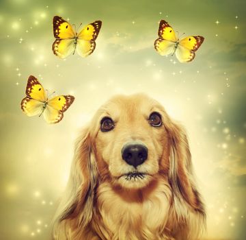 Dachshund dog with yellow butterflies on mystic lights background