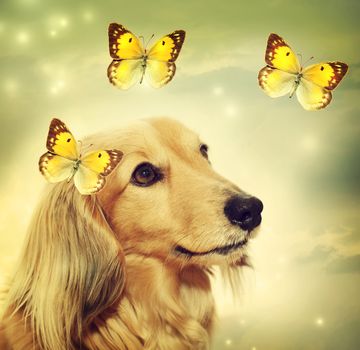 Dachshund dog with yellow butterflies on mystic lights background