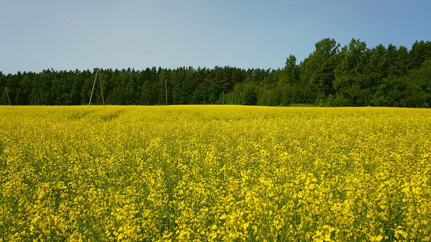 field of yellow rape against the blue sky 