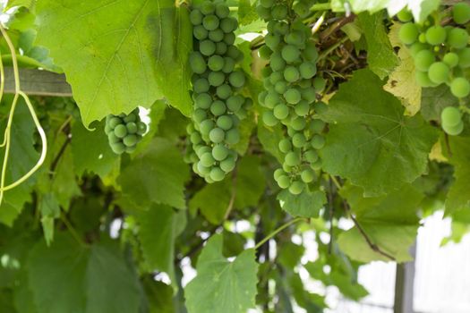 Photo immature green grapes close-up