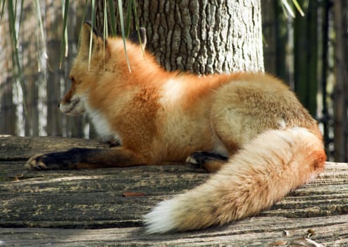 Closeup of a red fox resting on a log