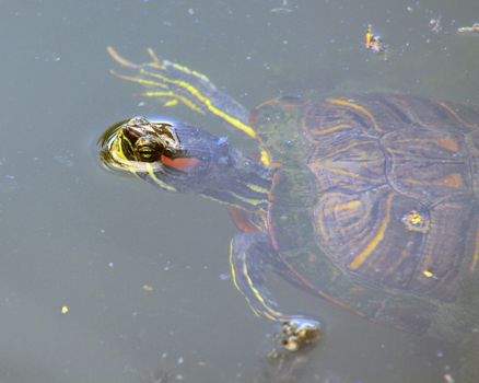 A red earred slider swimming in a pond