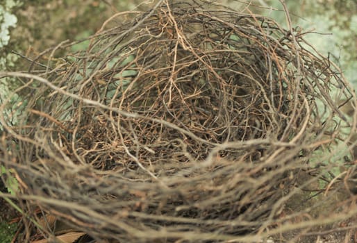 Closeup of empty bird nest