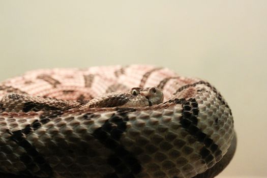 Closeup of a canebrake rattlesnake 