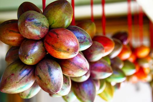 Terong Belanda or tamarillo is a common exotic fruit of Indonesia sold on local markets. It is popular as breakfast and for the production of preserves and often called Dutch aubergine