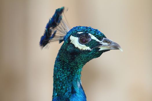 portrait of a colorful peacock male with bokeh