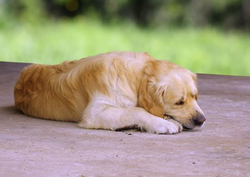 golden retriever breed relaxing while chewing a stick