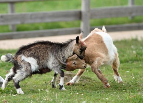 two young goats fighting in the ranch yard