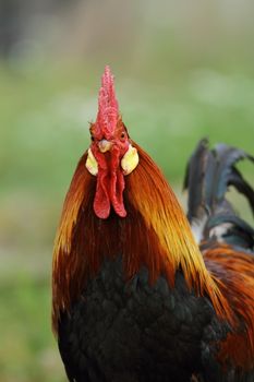 portrait of colorful majestic rooster at the farm - this is the alpha male