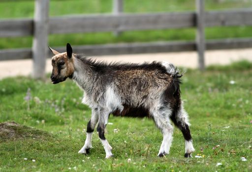 young cute goat standing on the green grass at the farm