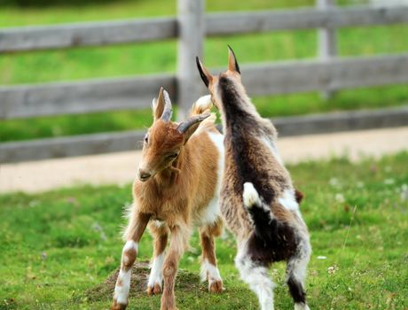 two young goats playing the fight on the green spring grass