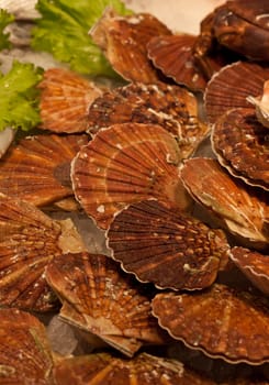 Coquille saint-jacques at the market