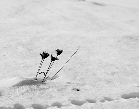 Dry flowers in the snow