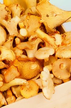 Heap of Raw Golden Chanterelles in Wooden Box closeup