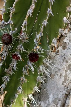 Closeup of a blooming cactus in Mexico