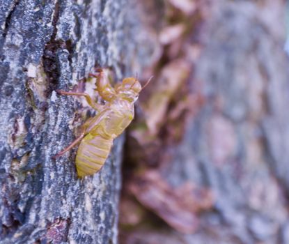 Cicada molt