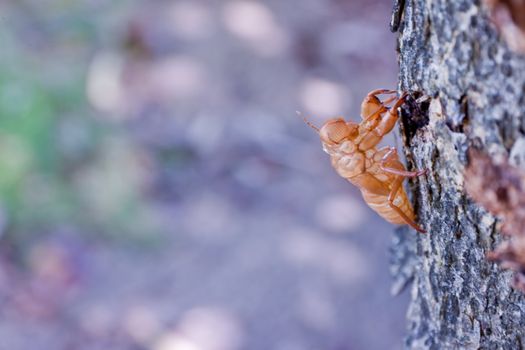 Cicada molt