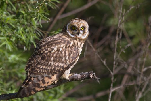 Short-eared Owl sitting on a branch
