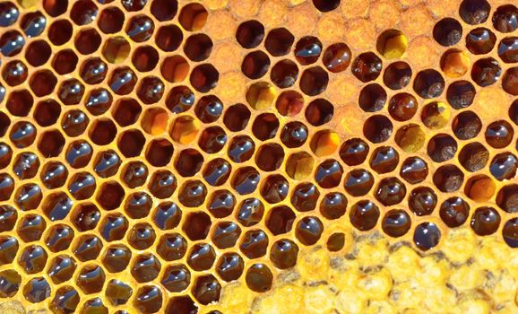 yellow beautiful honeycomb with honey, background