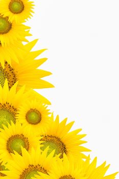 background with sunflowers