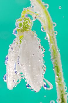 snowdrop in water with bubbles on green background