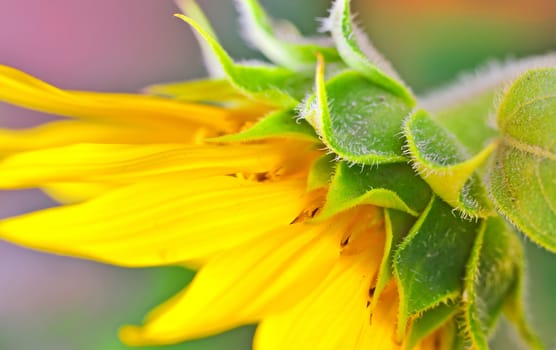 Sunflower detail 