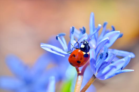 ladybug on blue flower on natural background