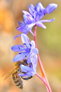 beautiful violet flower and a bee is gathering honey
