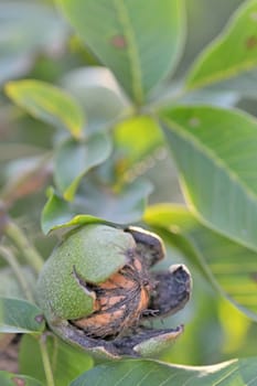 ripe Walnuts on tree 