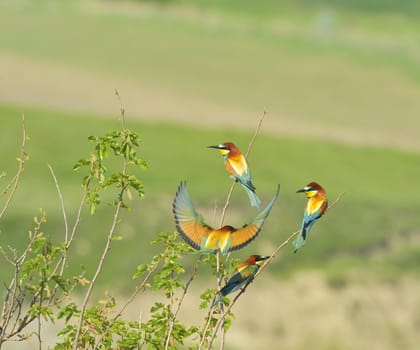 european bee-eaters