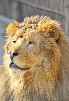 African lion